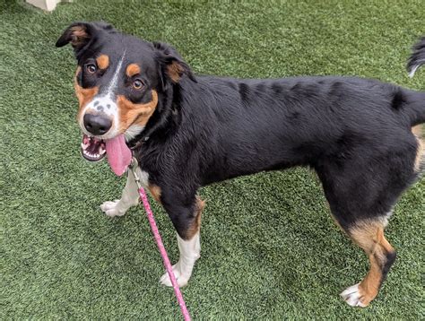 mesquite city animal shelter photos|Mesquite Shelter Dogs .